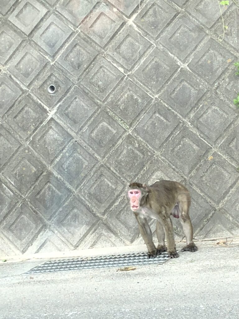 害獣多発！ご注意を！