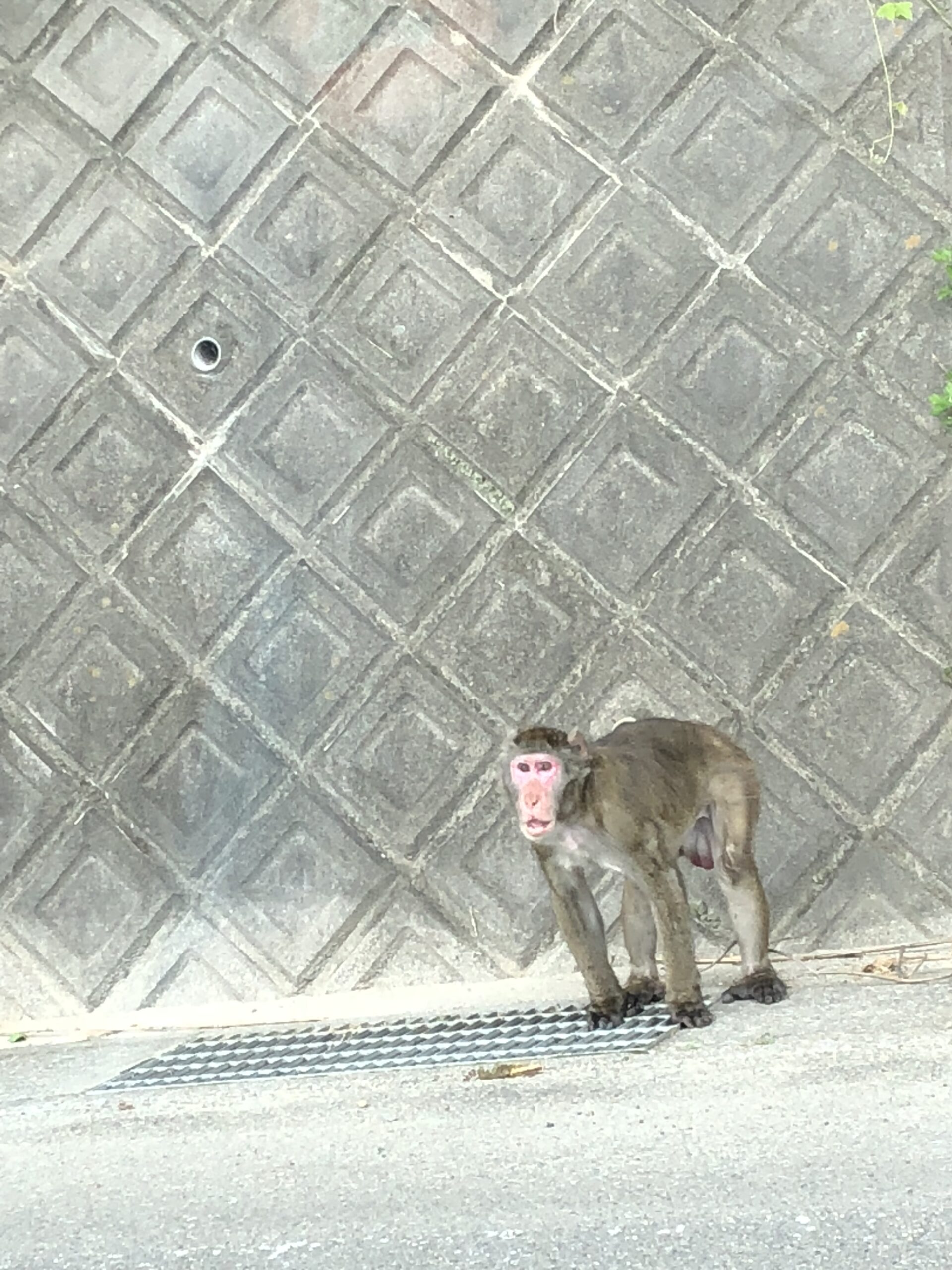 害獣多発！ご注意を！